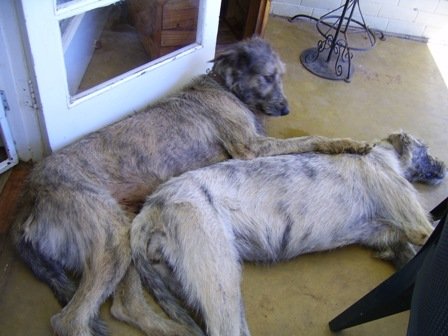irish wolf en ander 056